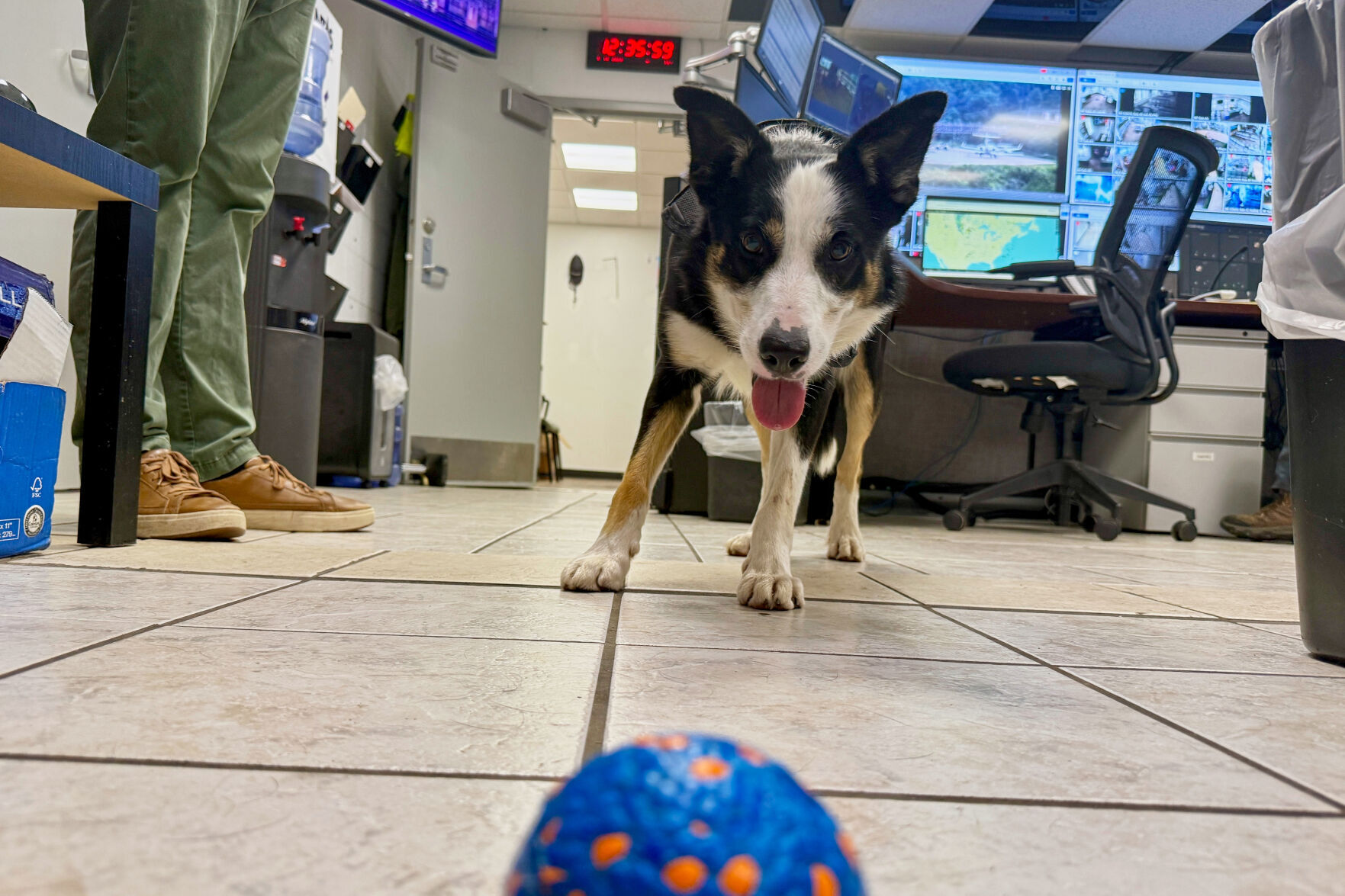 Airport Pup Patrol